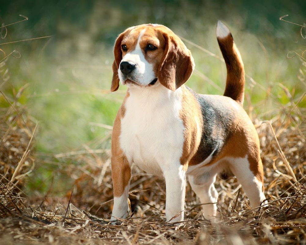 Top 30 Adorable Dog Breeds with the Cutest Puppies