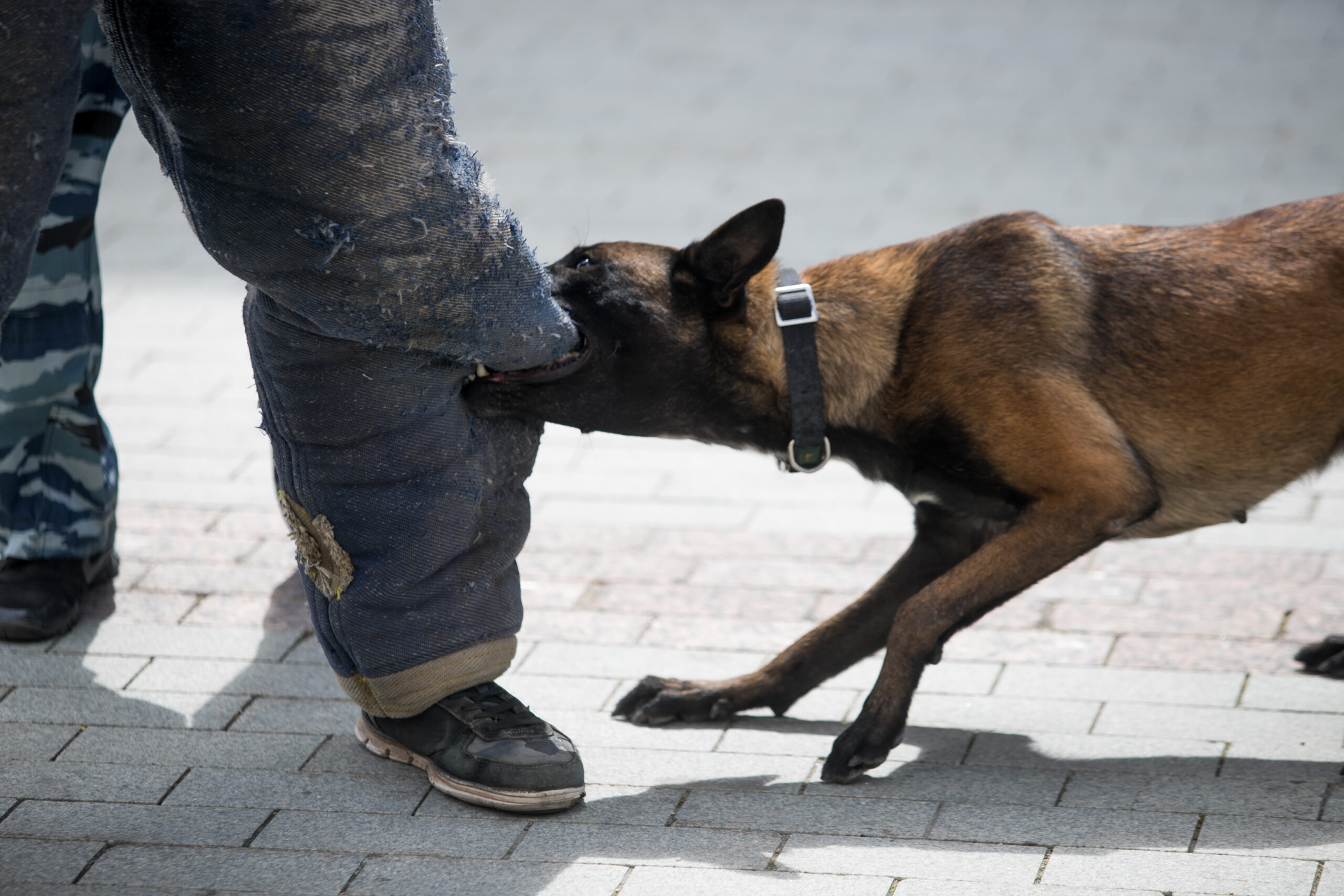 Dog Bite Lawyer Valparaiso