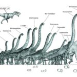 How Did Long-Necked Dinosaurs Evolve?