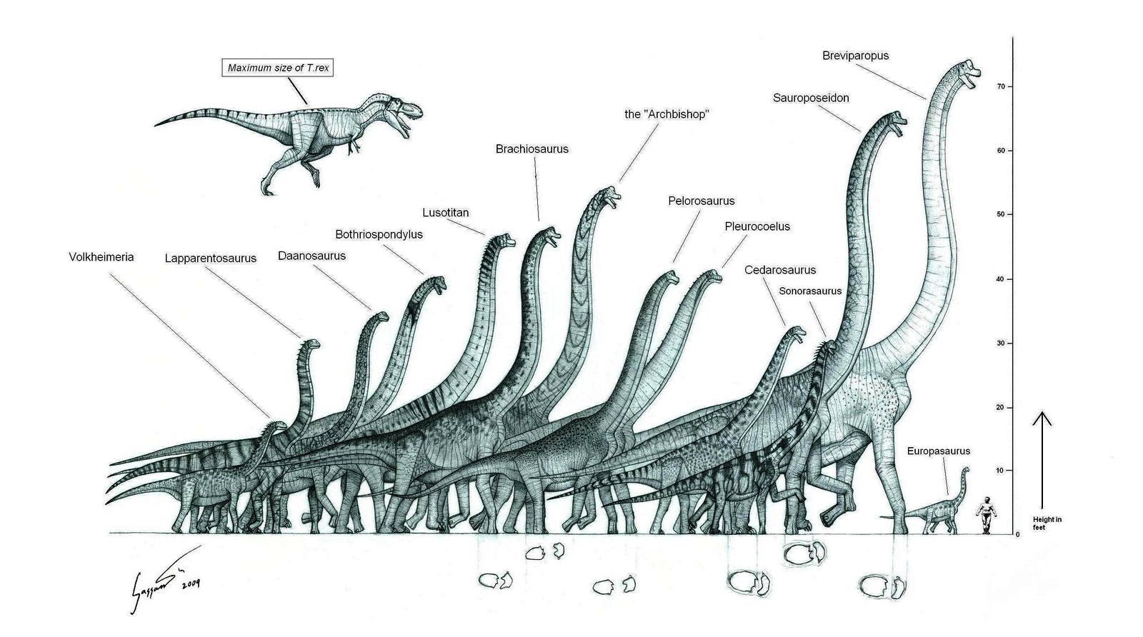 How Did Long-Necked Dinosaurs Evolve?