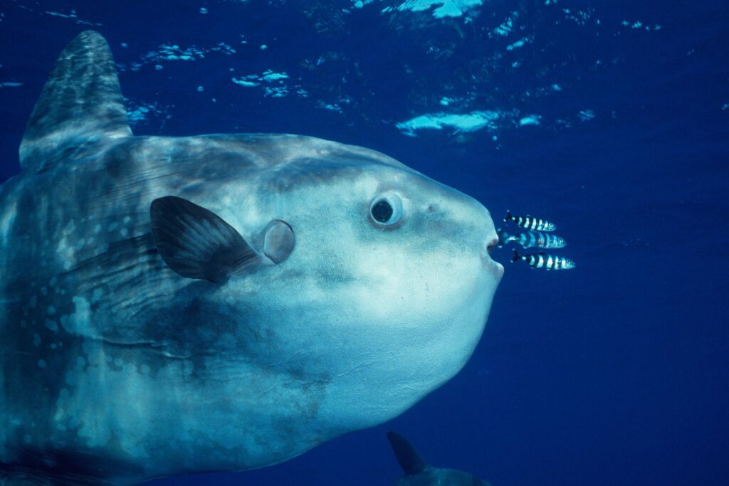 What Do Ocean Sunfish Eat and How Do They Hunt for Food?