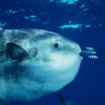 What Do Ocean Sunfish Eat and How Do They Hunt for Food?