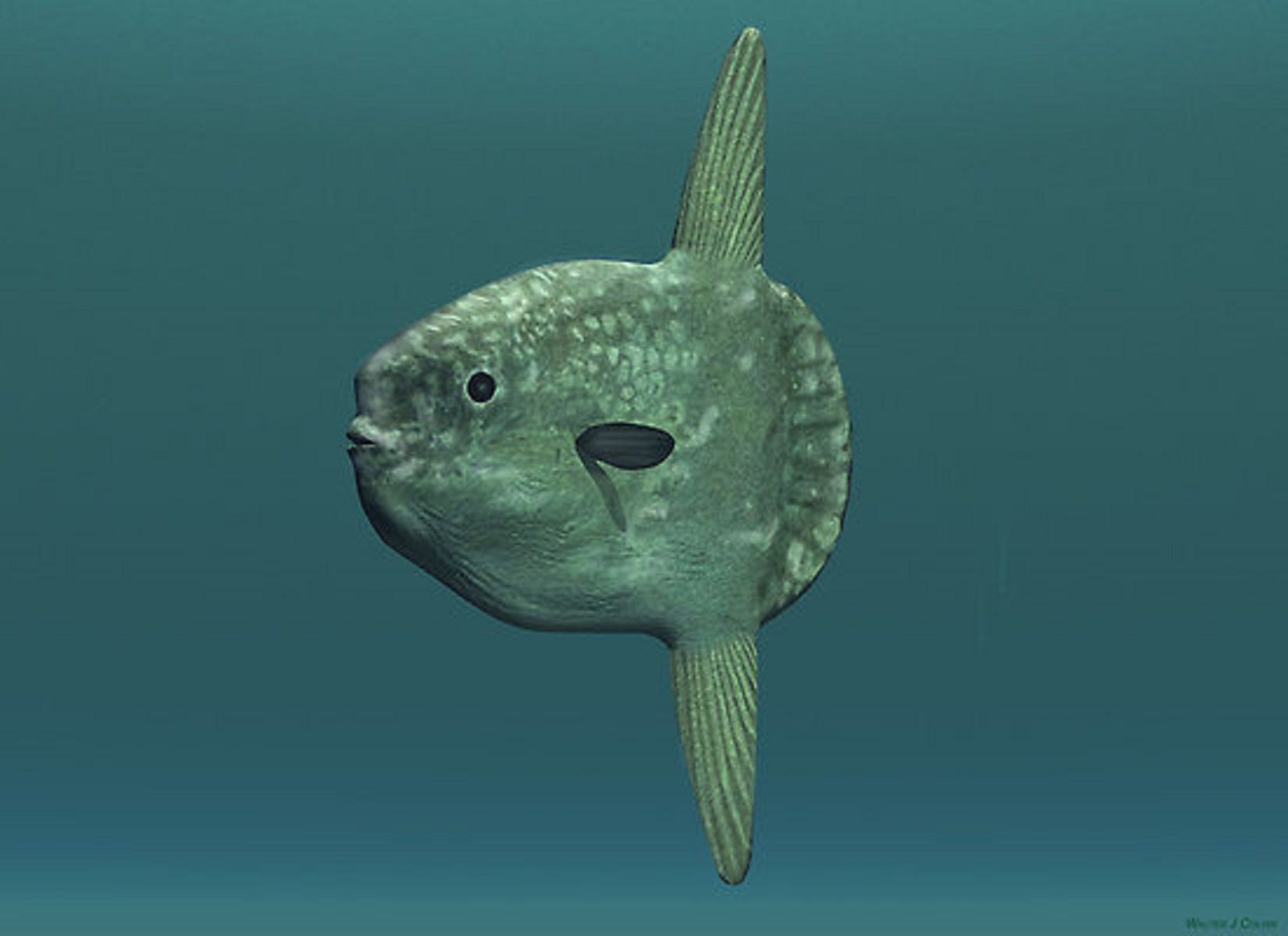 How Big Can an Ocean Sunfish Grow?