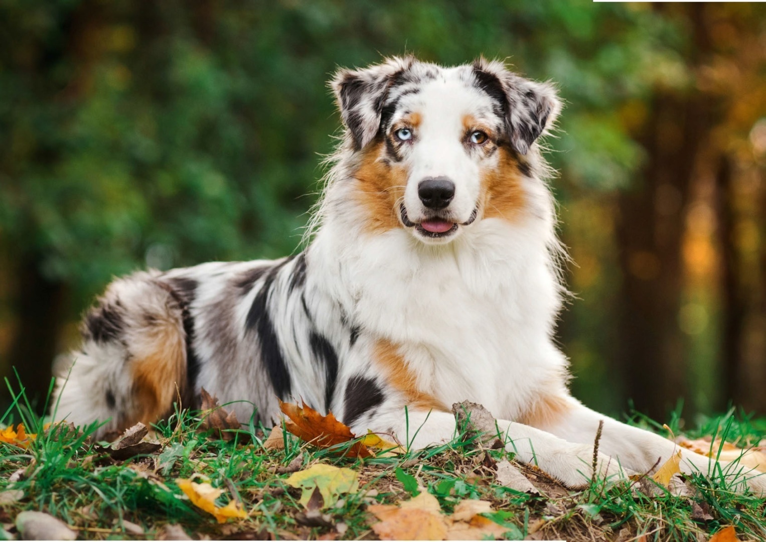 Top 30 Adorable Dog Breeds with the Cutest Puppies