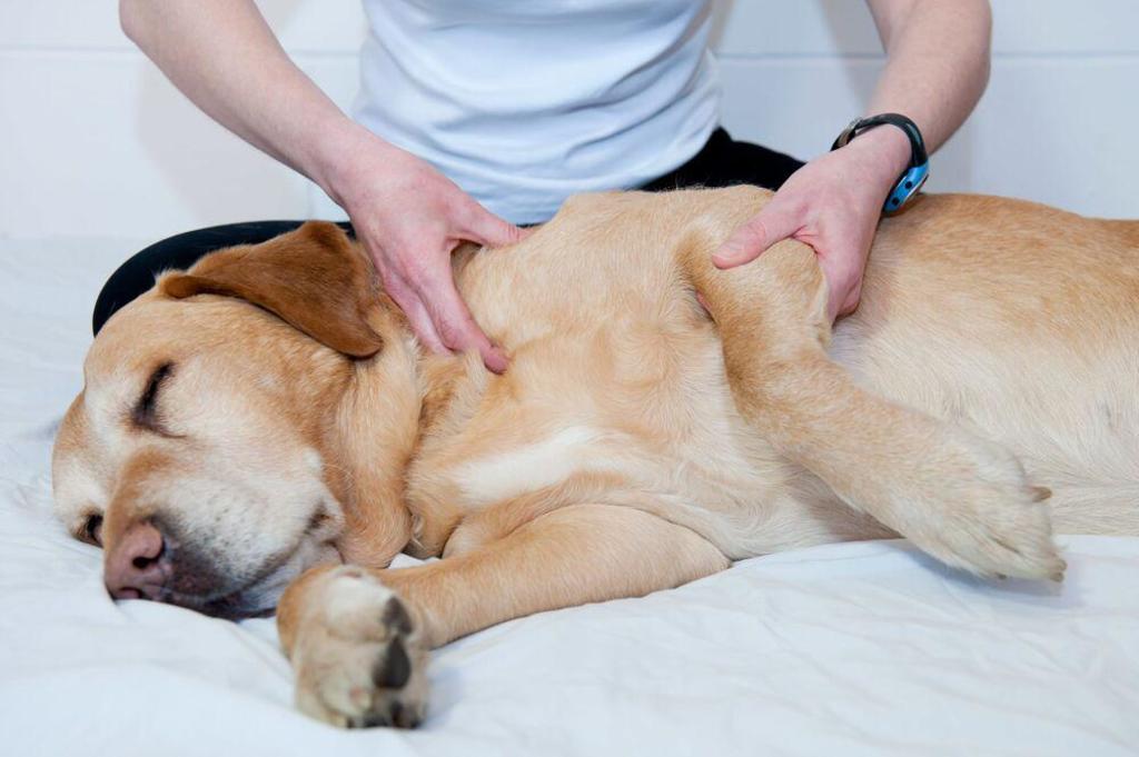 Dog Chiropractor