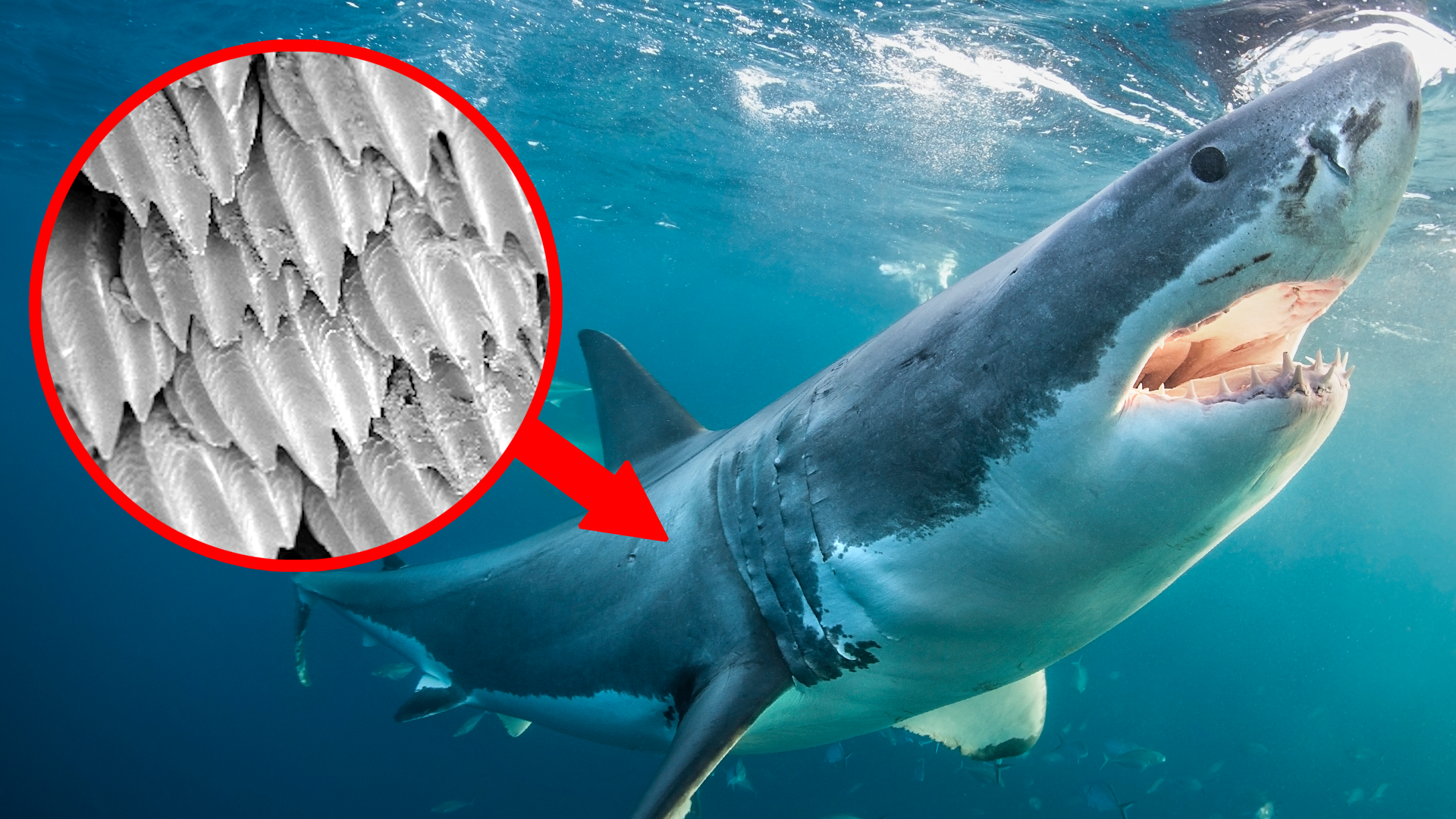 12 Fascinating Shark Facts That Will Blow Your Mind