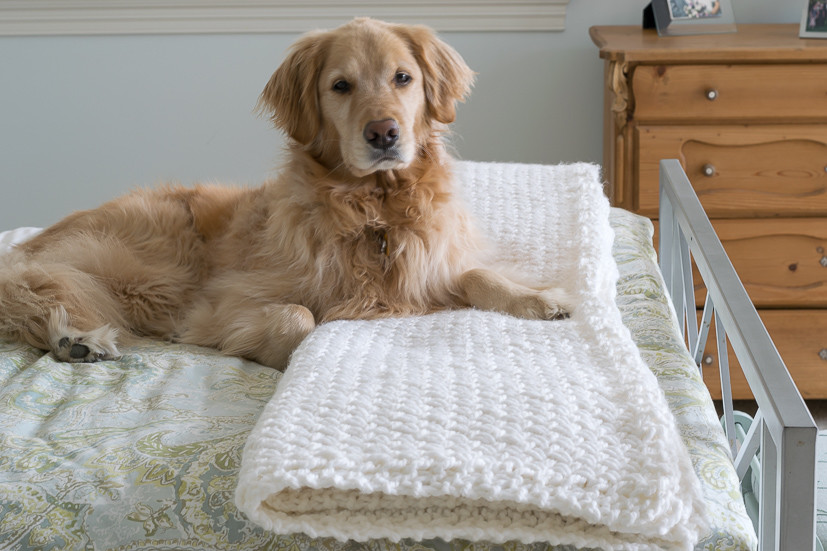 Knitted Blanket with Boxer Dogs