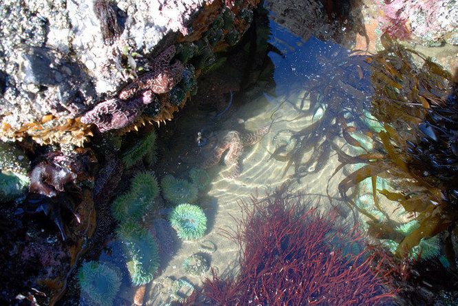 Do Chain Dogfish Sharks Live in Tidal Pools