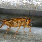 German Cockroach