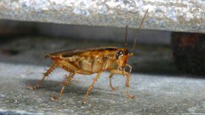 Understanding the German Cockroach: A Persistent Pest