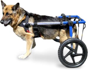 Dog Wheelchair for Back Legs: Mobility Solutions for Your Pet’s Comfort