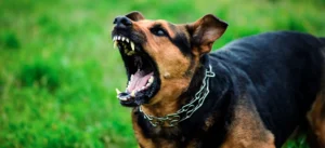 Dog Bite Lawyer Cranford: Your Guide to Legal Protection and Compensation