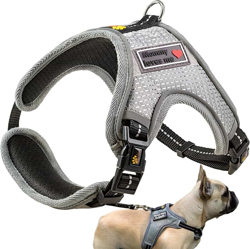 Best Harness for Small Dogs