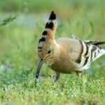 Green Party Hoopoe Bird