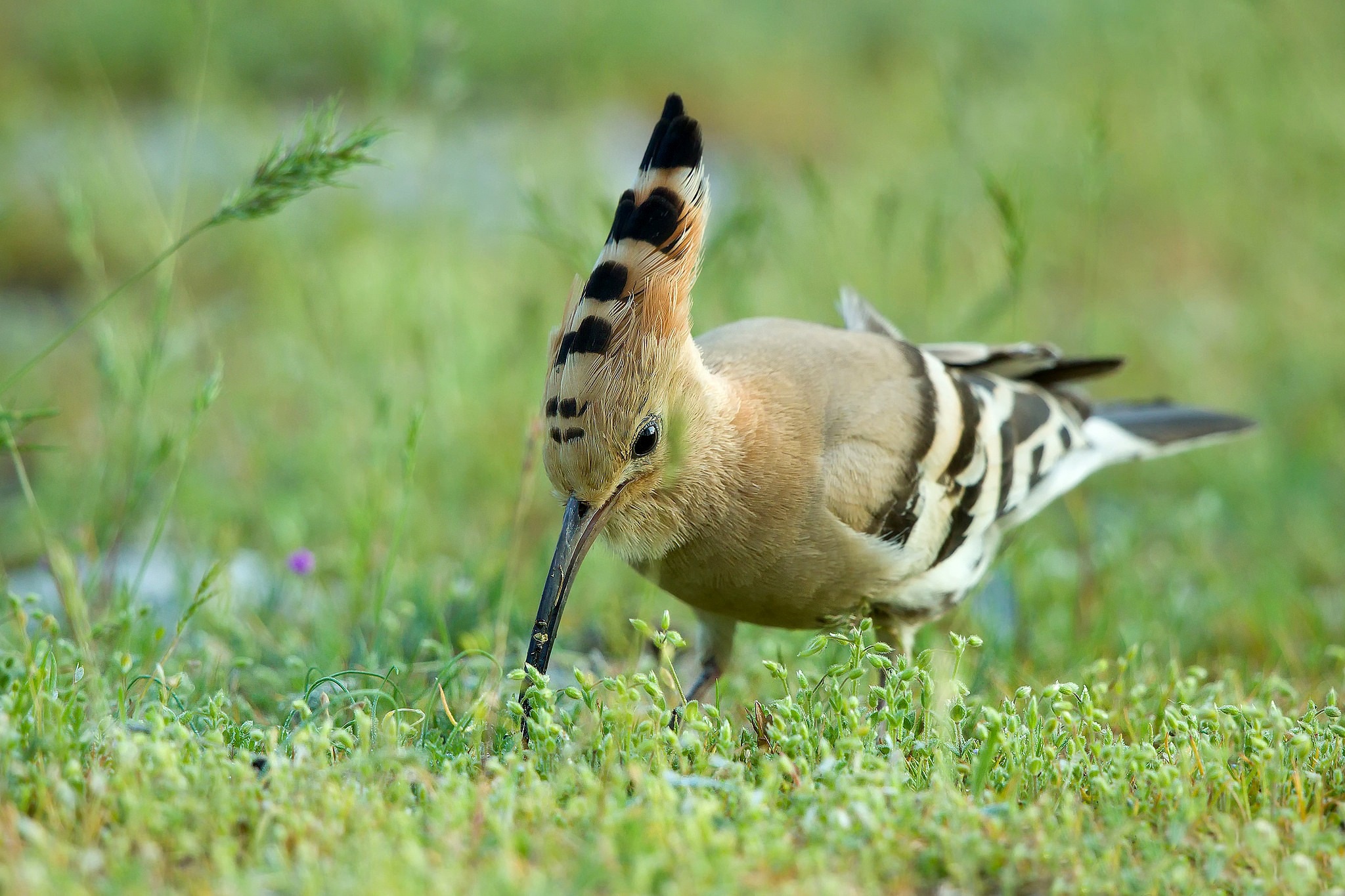 Green Party Hoopoe Bird