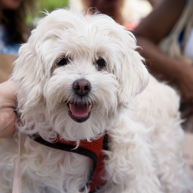 Maltese Rescue in Racine, WI