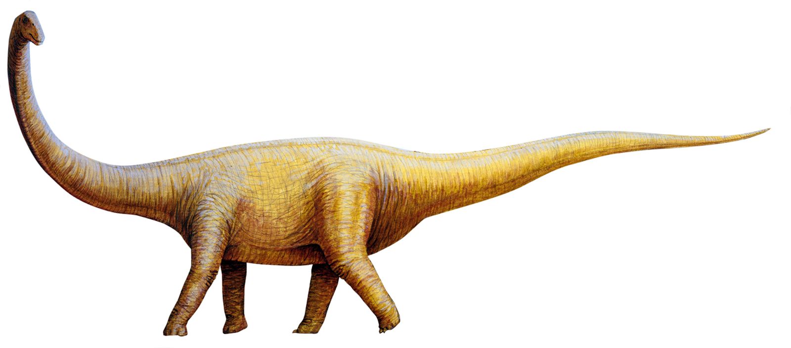 How Did Long-Necked Dinosaurs Eat with Their Long Necks?