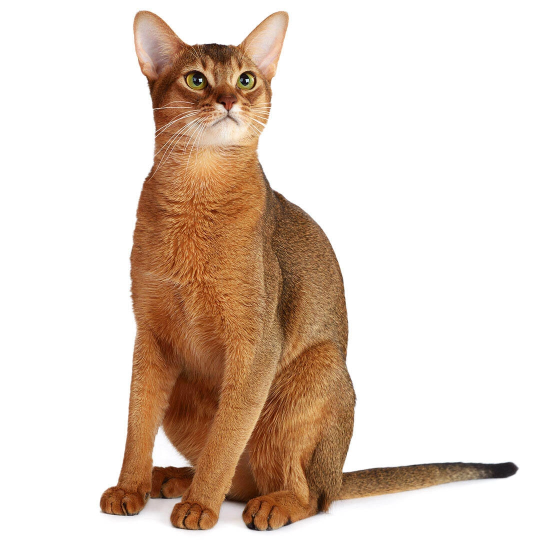 Abyssinian Cat Adoption in Ventura County, CA