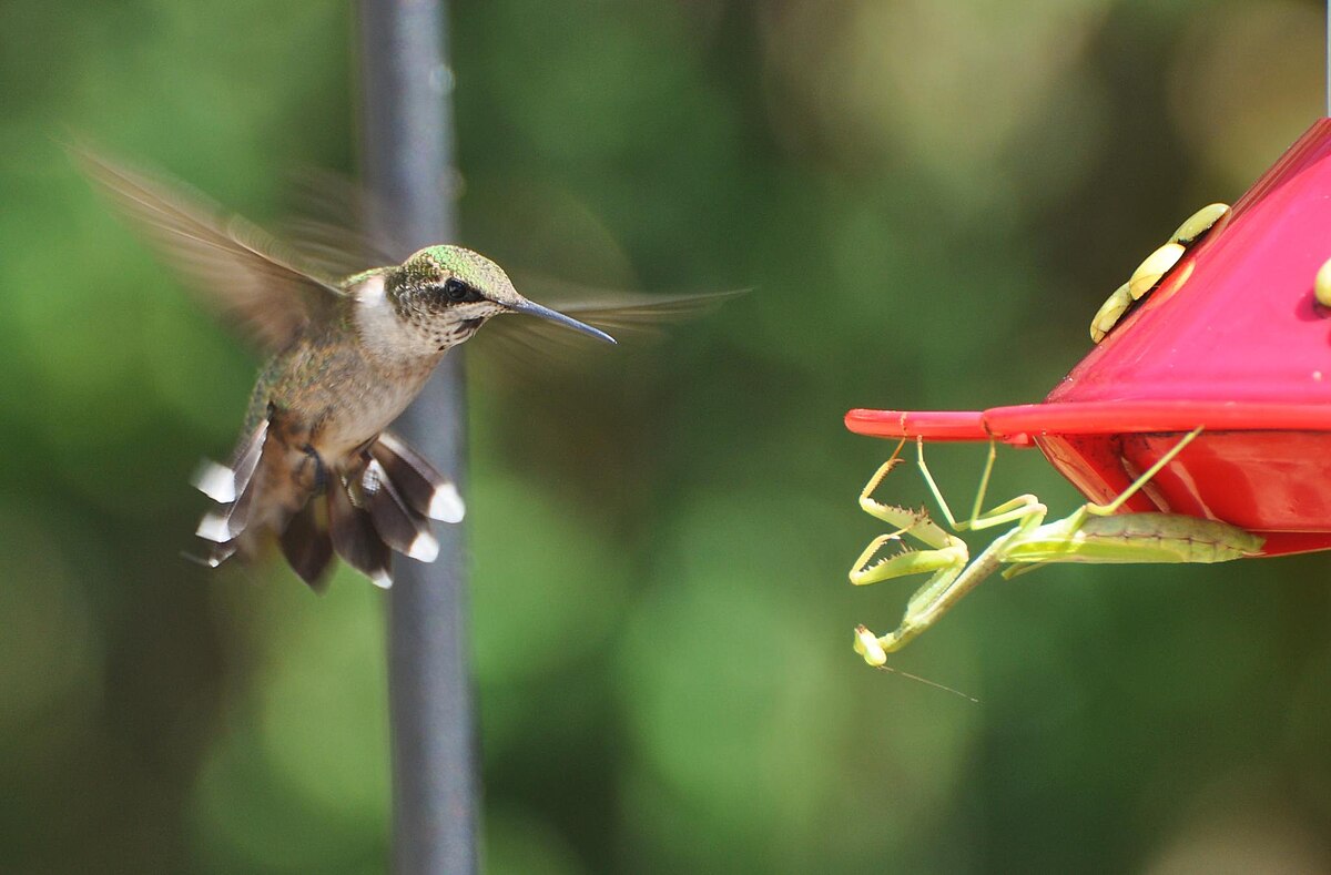 Do Praying Mantises Eat Hummingbirds?