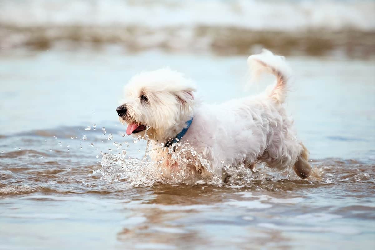 Maltese Rescue in Racine, WI