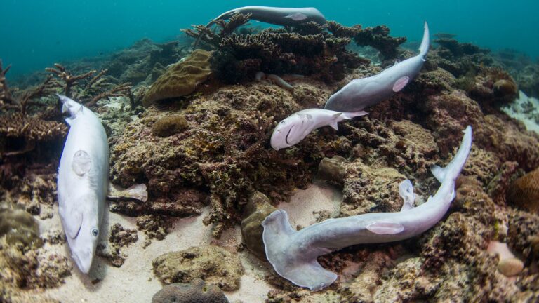 Shark Fins, Crab Claws, and Pareidolia Materials: A Fascinating Look at Nature, Perception, and Conservation