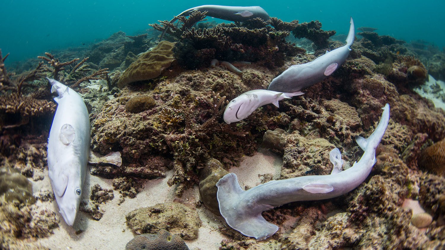 Shark Fins, Crab Claws, and Pareidolia Materials