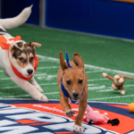 What Makes a Sweetpea Dog Puppy Bowl the Best Choice for Your Pup?