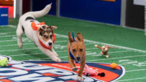 What Makes a Sweetpea Dog Puppy Bowl the Best Choice for Your Pup?