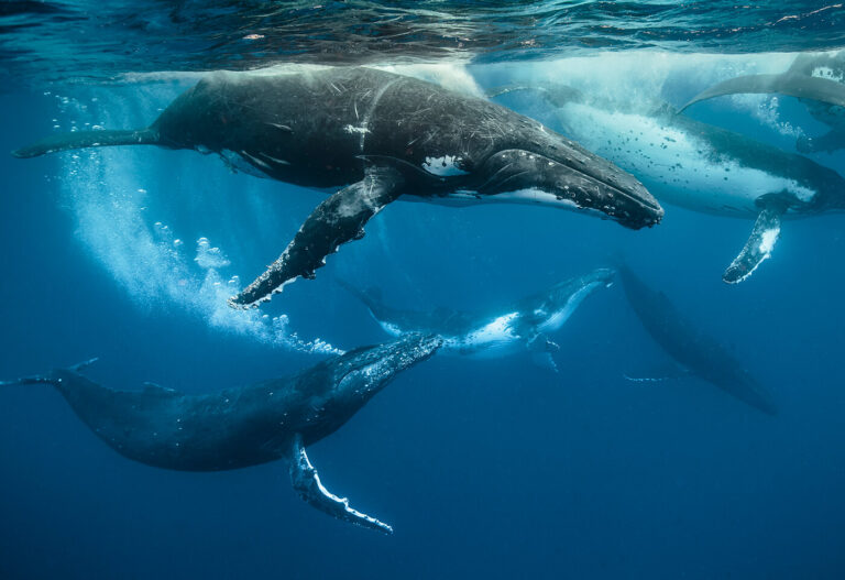 Do Whales Get Hurt by Sea Anemones?