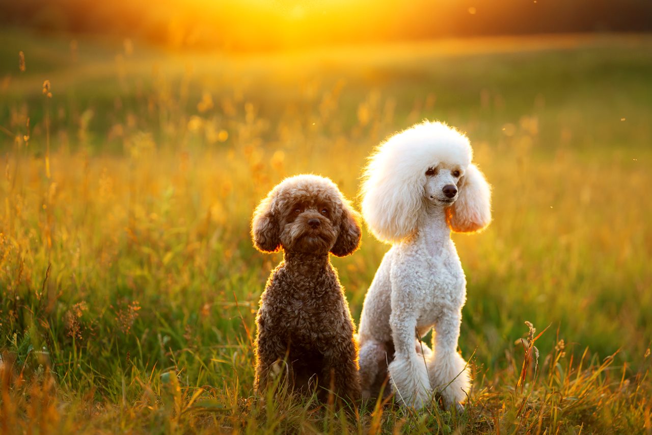 Top 30 Adorable Dog Breeds with the Cutest Puppies