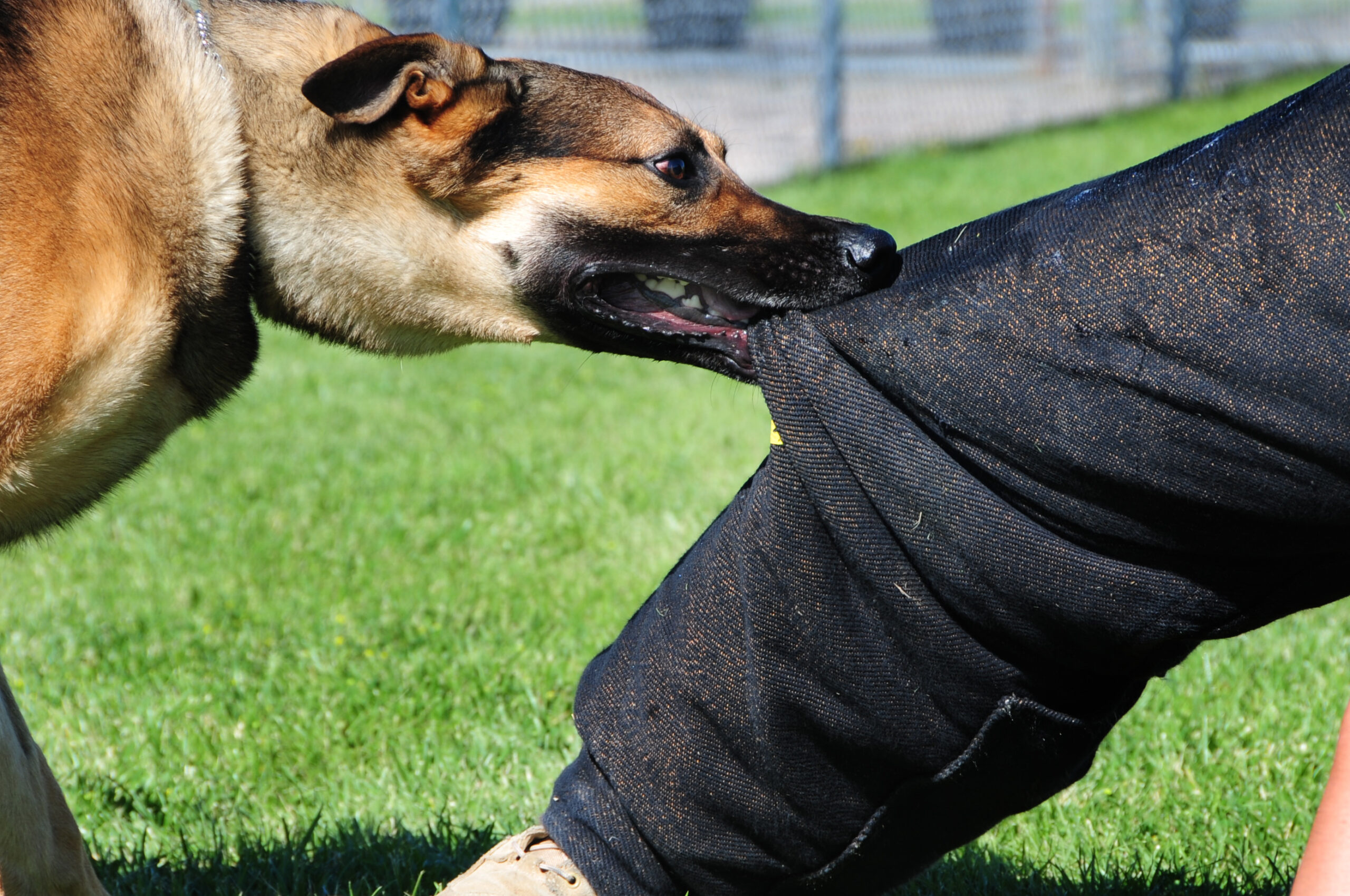 Los Angeles Dog Attack Lawyer