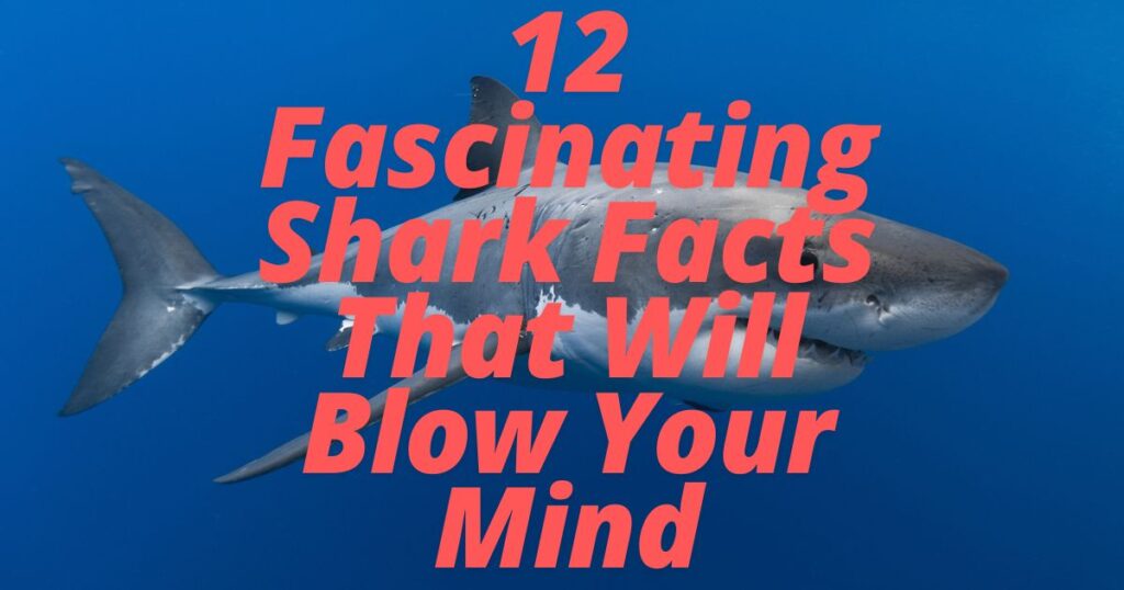 12 Fascinating Shark Facts That Will Blow Your Mind