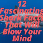 12 Fascinating Shark Facts That Will Blow Your Mind