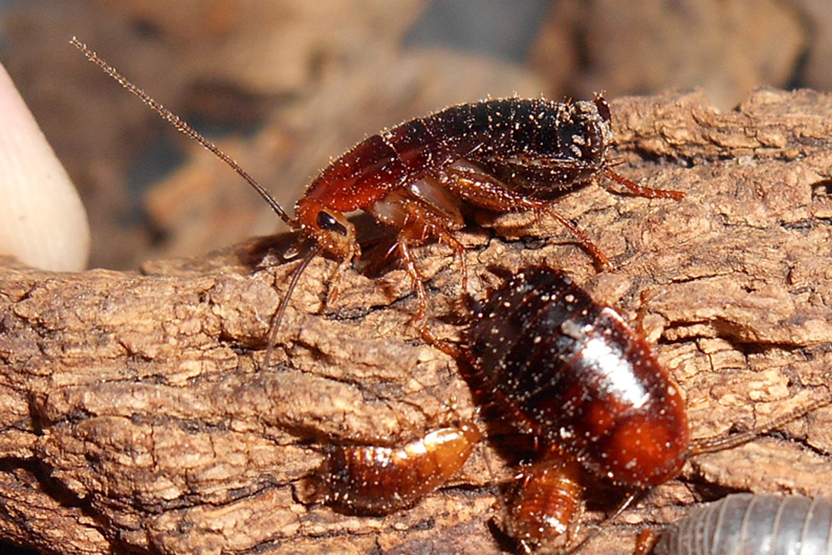 Types of Cockroaches