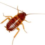 Baby Cockroach