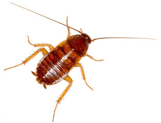 Baby Cockroach: Understanding the Life Cycle of a Baby Cockroach