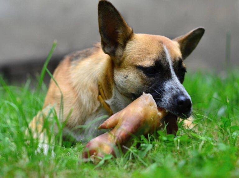 Can Dogs Have Pork Chop Bones?