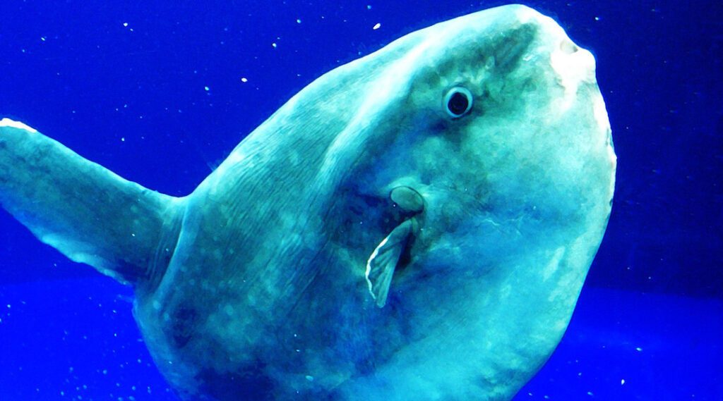 What is an Ocean Sunfish and How Does It Survive in the Deep Sea?