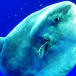 What is an Ocean Sunfish and How Does It Survive in the Deep Sea?