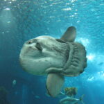 How Big Can an Ocean Sunfish Grow?