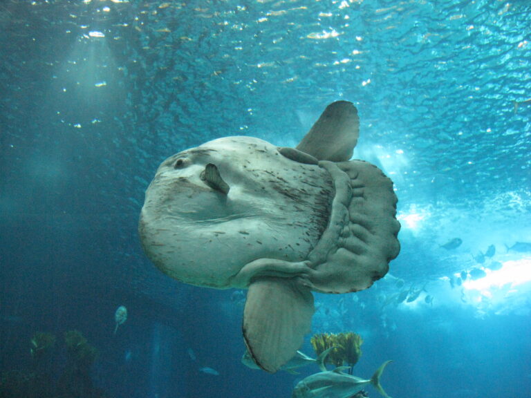 How Big Can an Ocean Sunfish Grow?