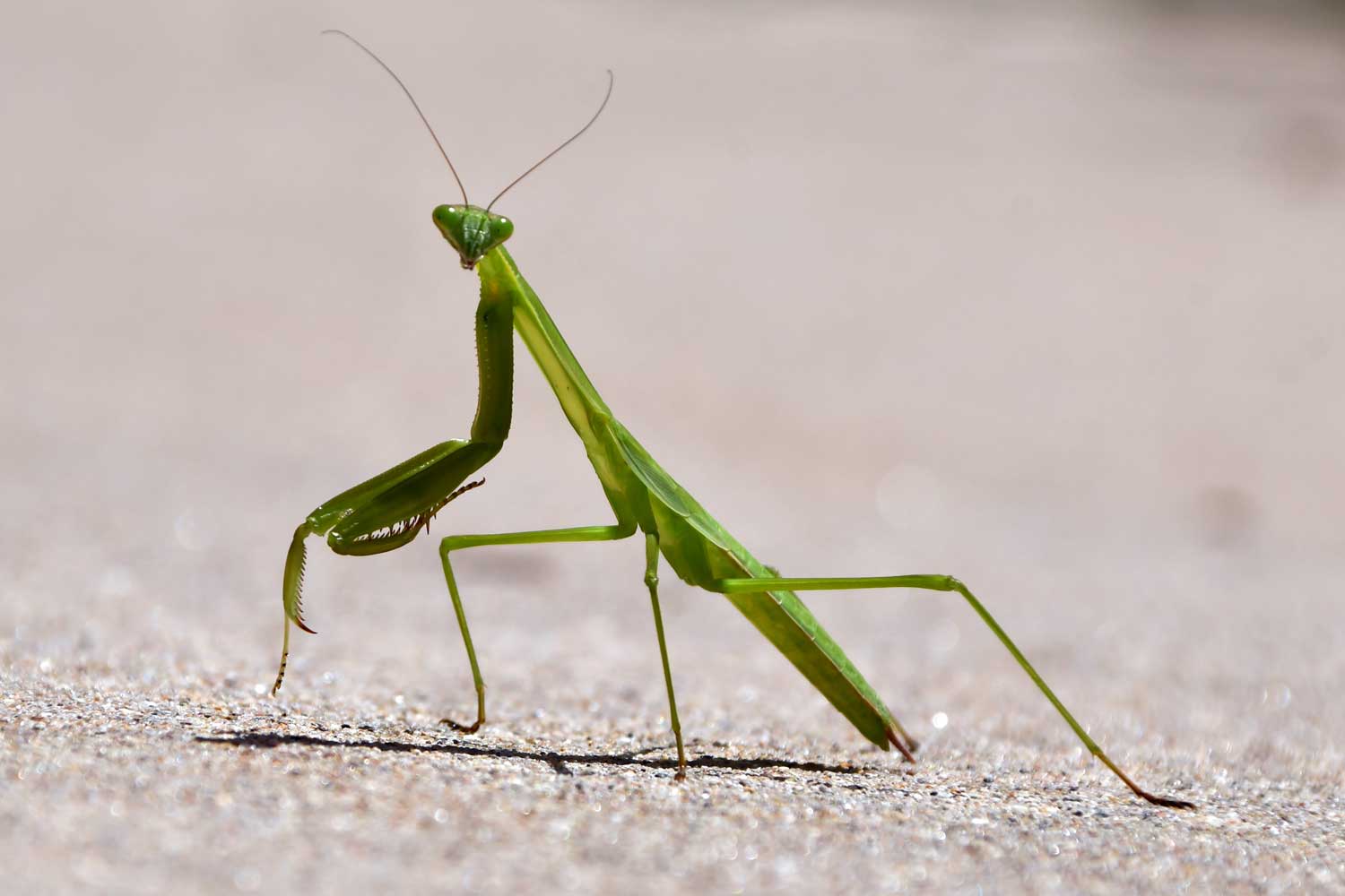 Why Do Praying Mantises Fly?