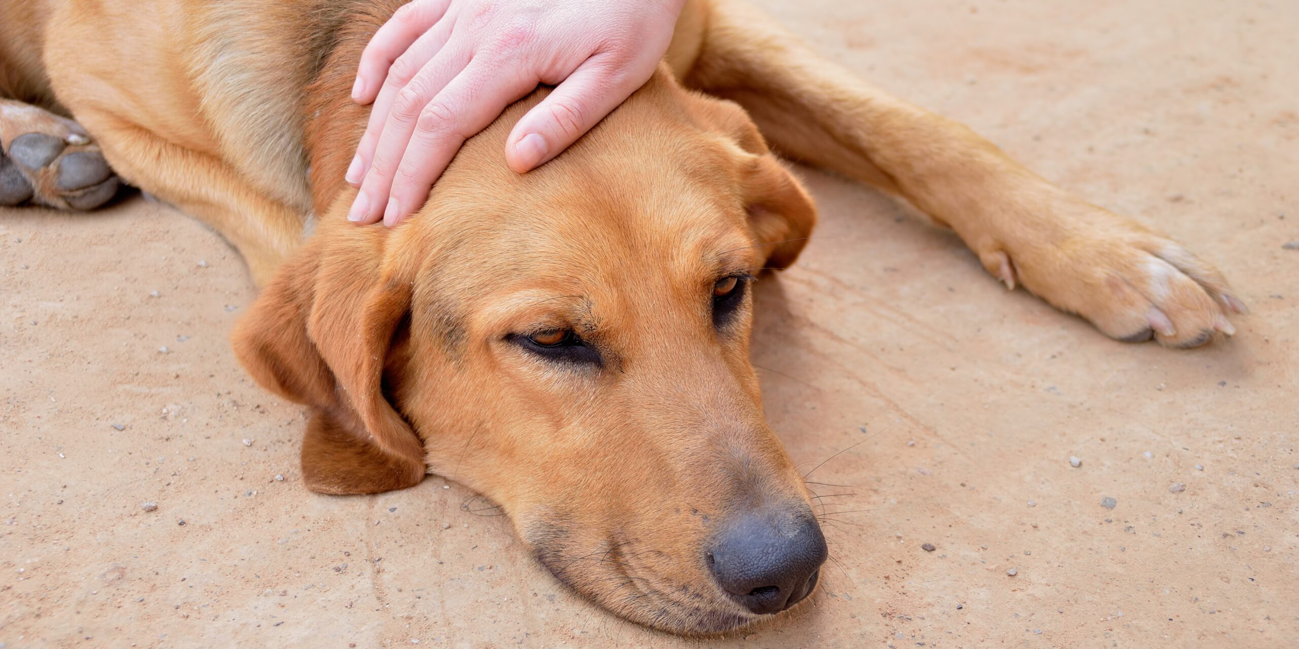 What Can You Give a Dog for Pain Relief Over the Counter?