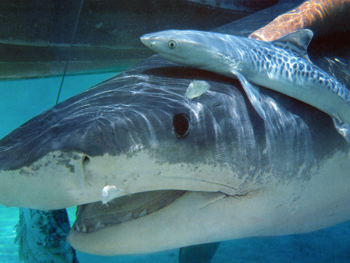 12 Fascinating Shark Facts That Will Blow Your Mind