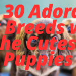 Top 30 Adorable Dog Breeds with the Cutest Puppies