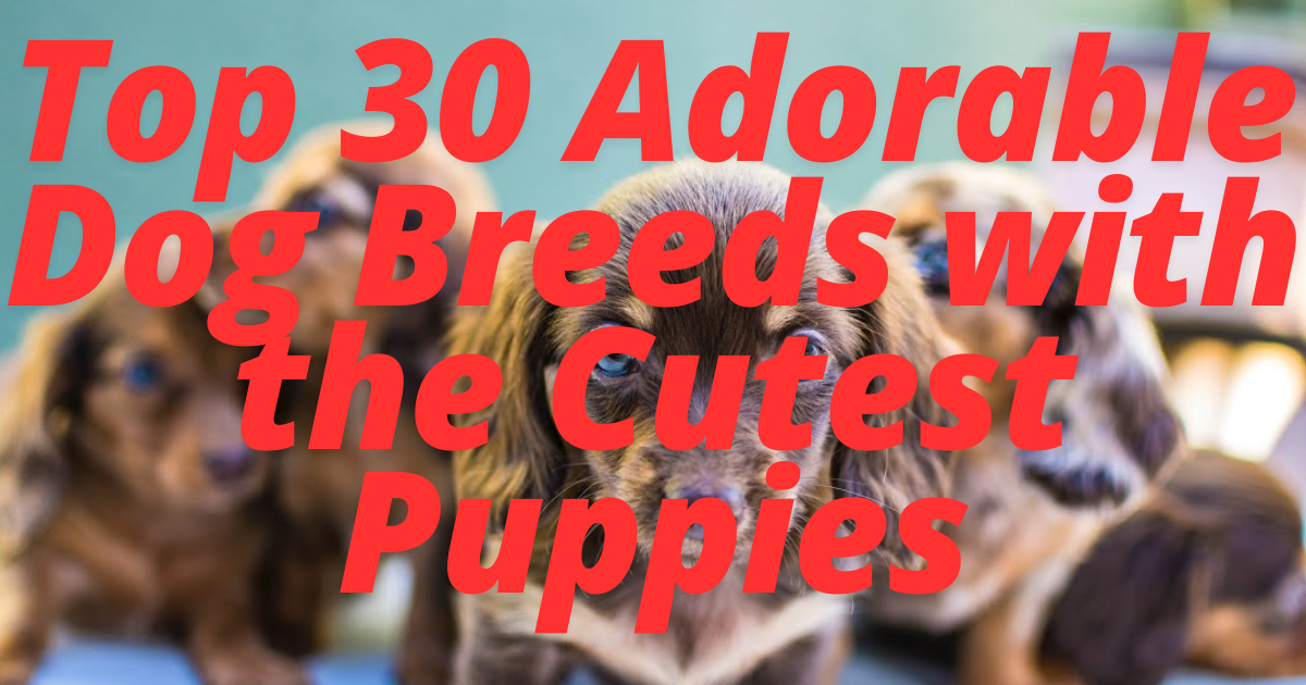 Top 30 Adorable Dog Breeds with the Cutest Puppies