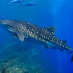 Oslob Whale Sharks and Tiger Sharks