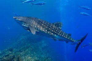 Oslob Whale Sharks and Tiger Sharks: Exploring Their Relationship