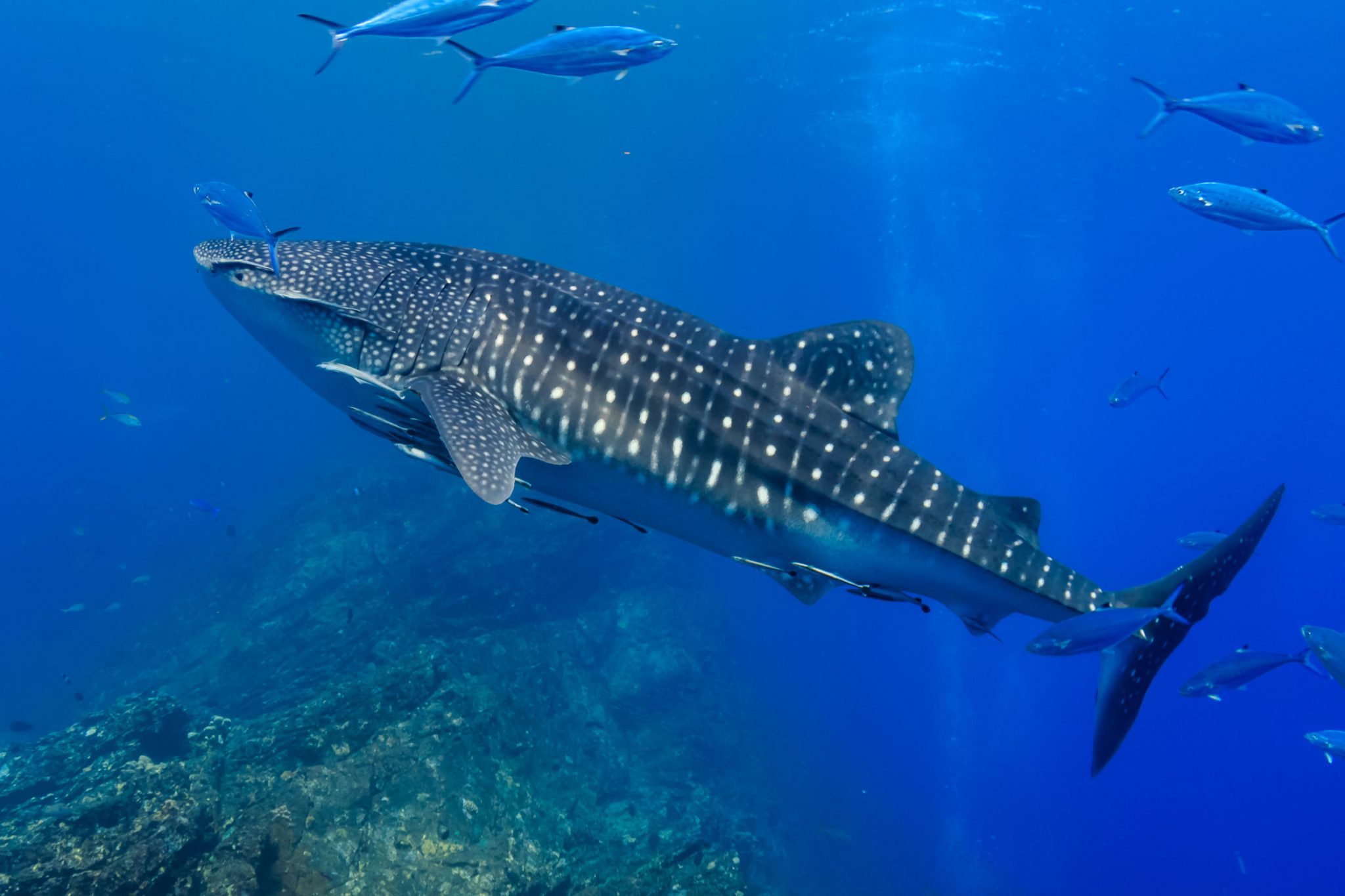 Oslob Whale Sharks and Tiger Sharks