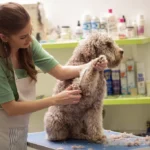 Free Dog Grooming in Downtown Overland Park